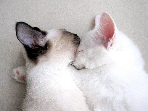 中国篮球青训课程标准化建设及教学质量保障机制，中国青少年篮球训练指导手册