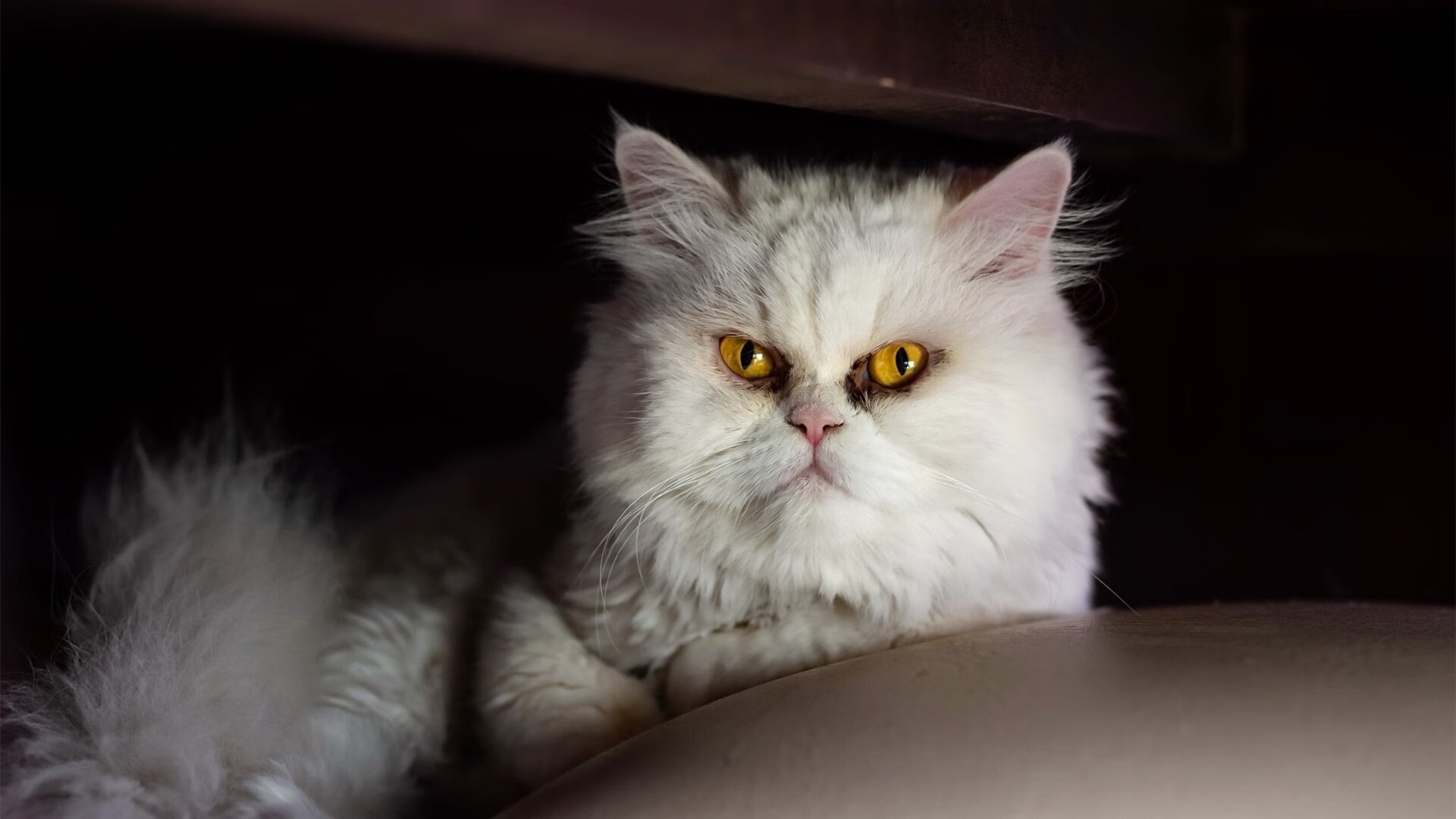 “东安湖赛场：跑酷选手与障碍赛道之间的极限博弈”