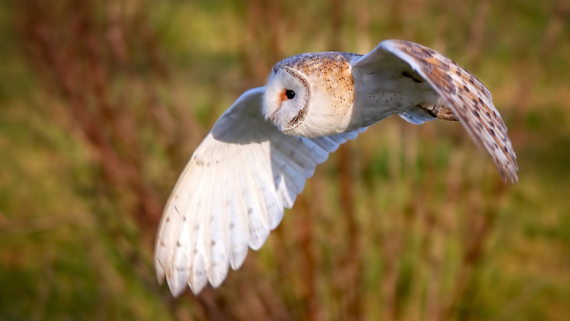 开云体育官网下载-“腰旗美式橄榄球：成都七中东部赛场成现代竞技舞台”