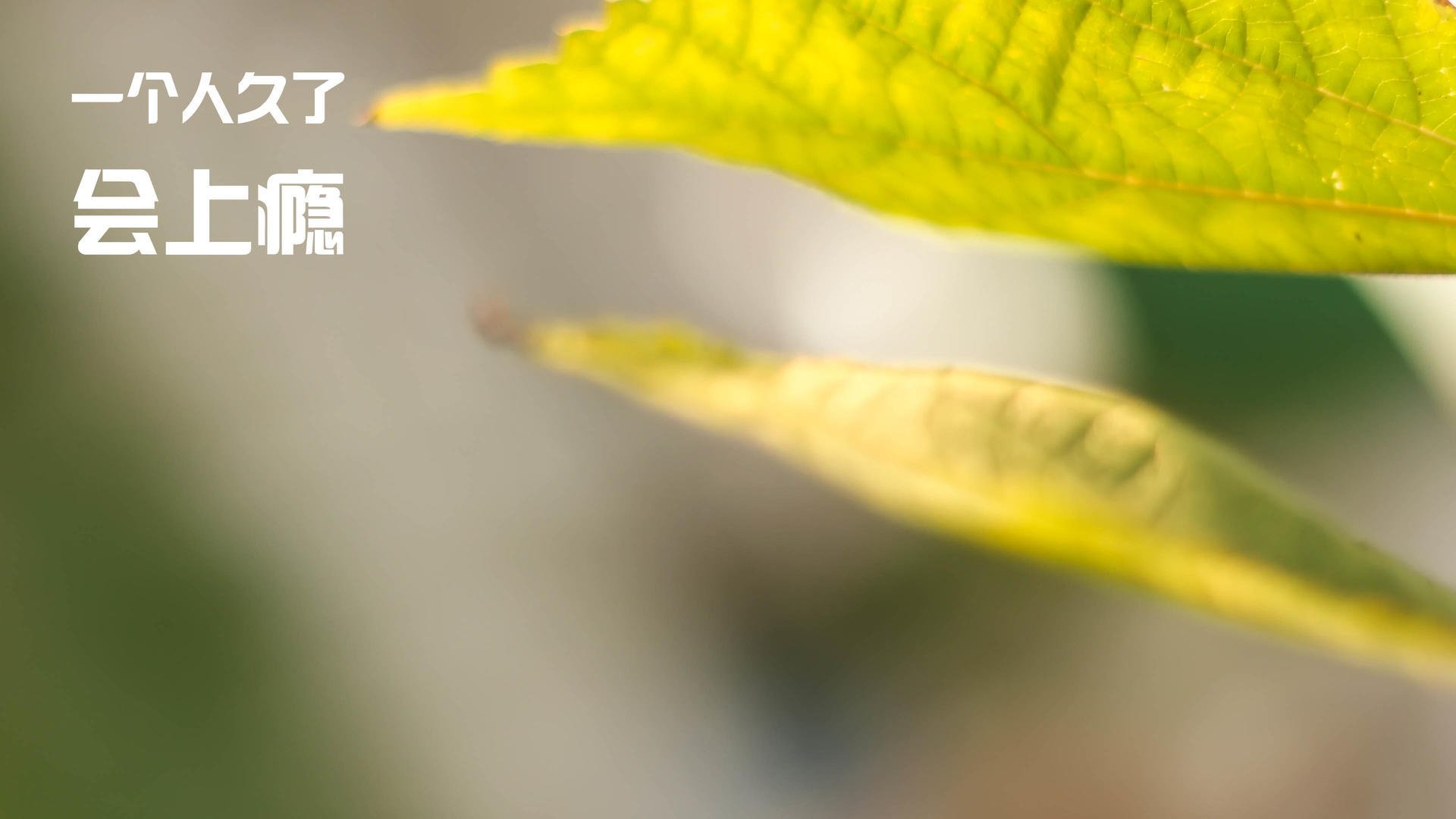 波兰队赛制分析：如何根据比赛的进程调整战术安排，波兰联赛水平