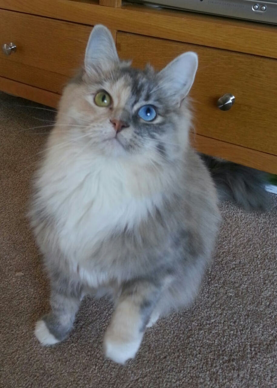 国际田径赛事数据报告引发行业关注，国际田径项目